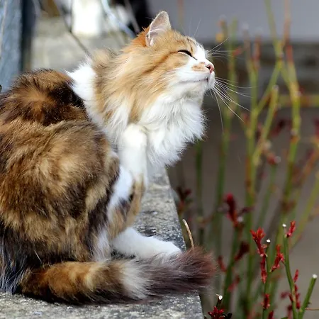 La Maison Des Chats