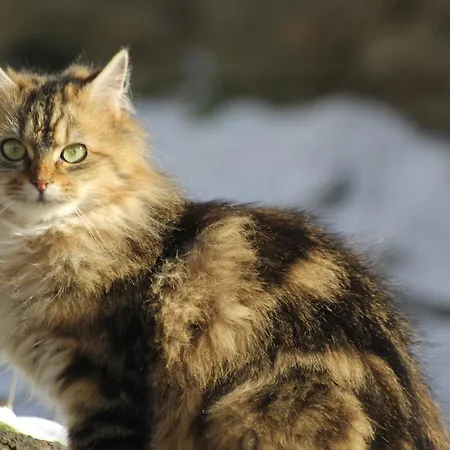 La Maison Des Chats